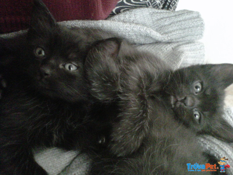 Due Gattini neri in Adozione - Foto n. 2