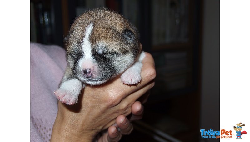 Cuccioli di Akita Inu - Foto n. 1