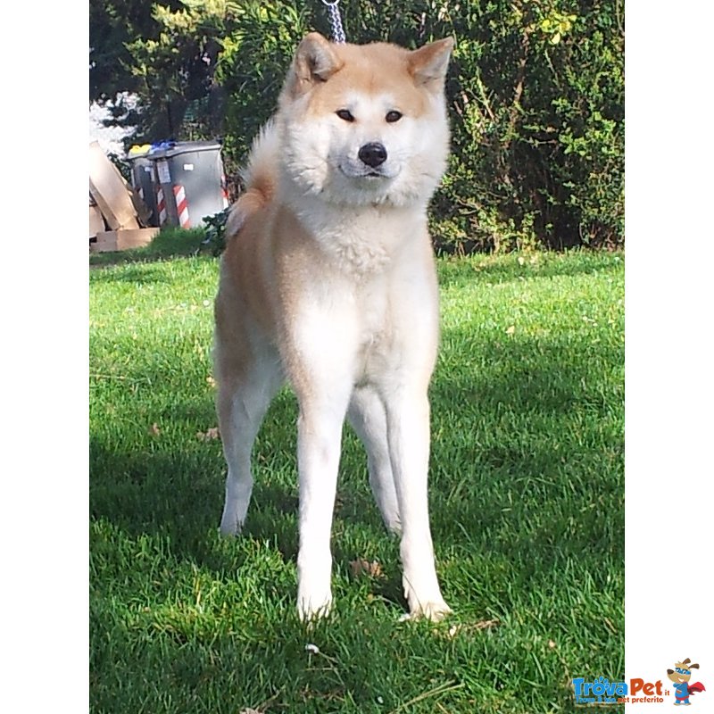 Cuccioli di Akita Inu - Foto n. 4