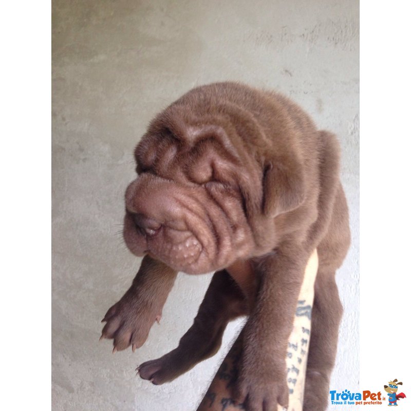 Sharpei - Cuccioli - Foto n. 1