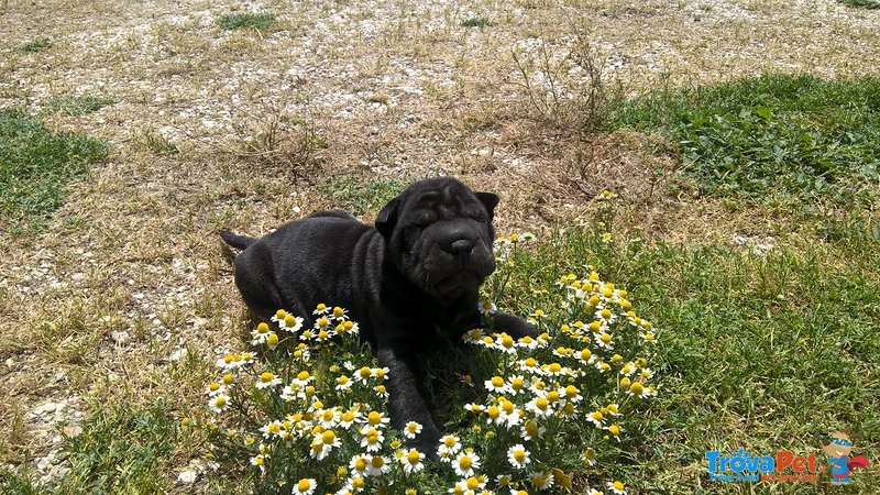 Sharpei - Cuccioli - Foto n. 7