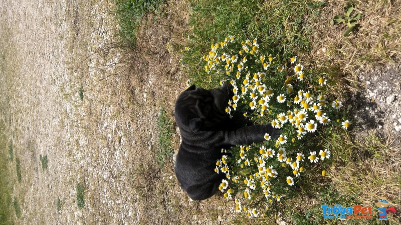 Sharpei - Cuccioli - Foto n. 8