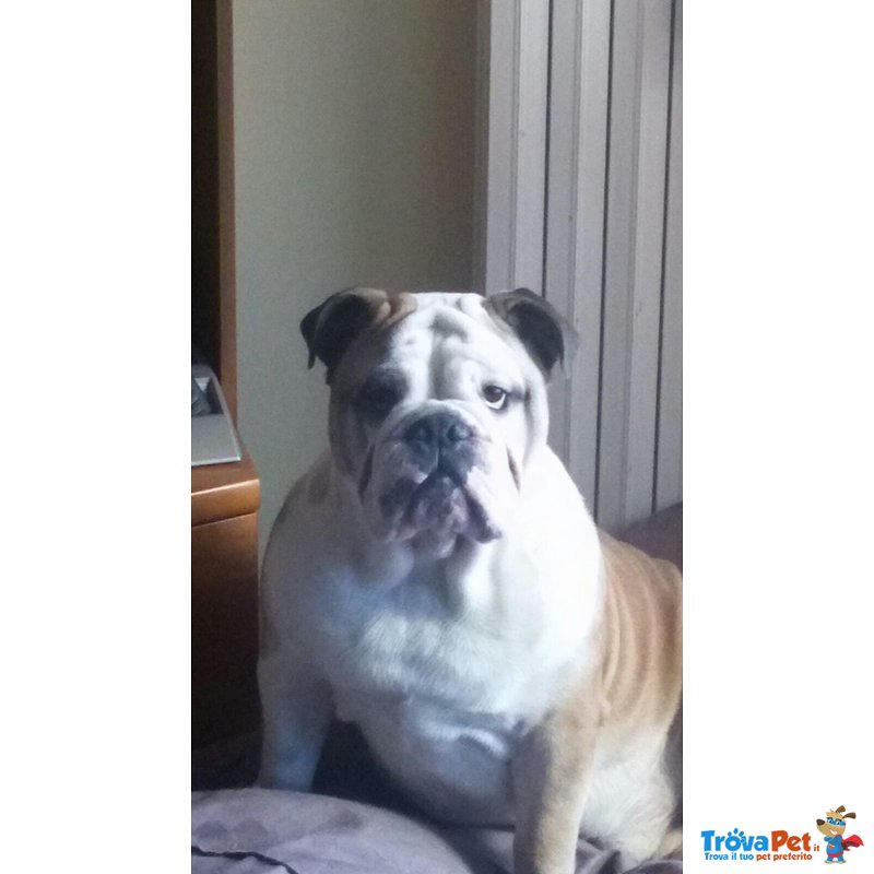 Bulldog Inglese Peringlese per Monta - Foto n. 1