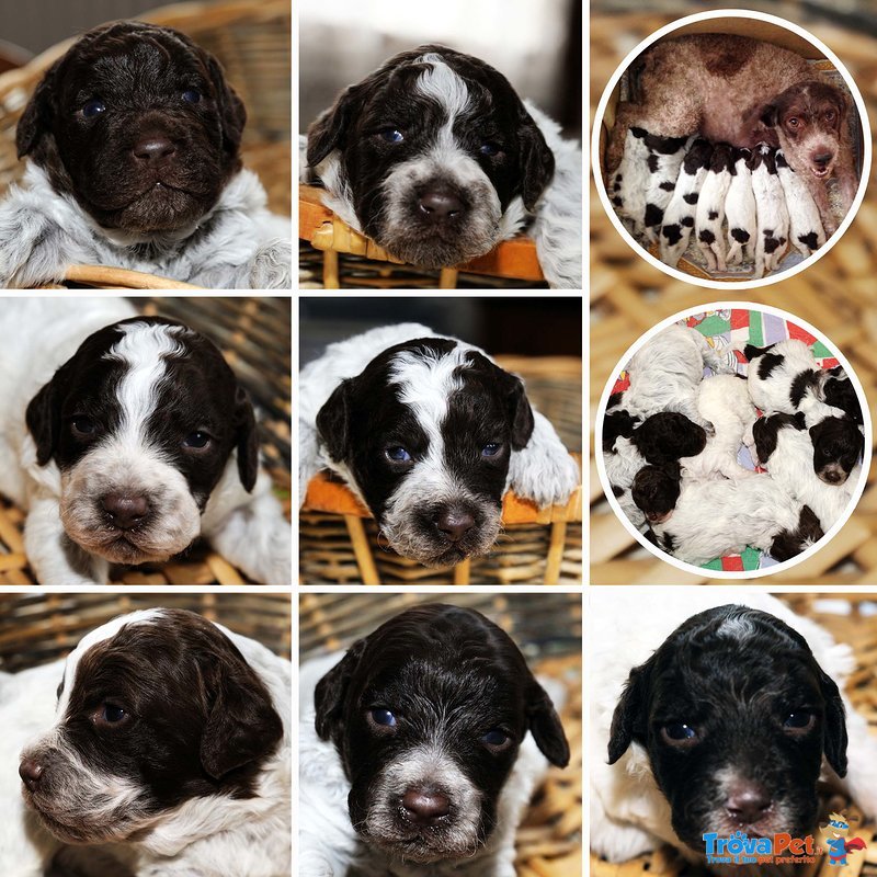 Cuccioli di Lagotto Romagnolo - Foto n. 1