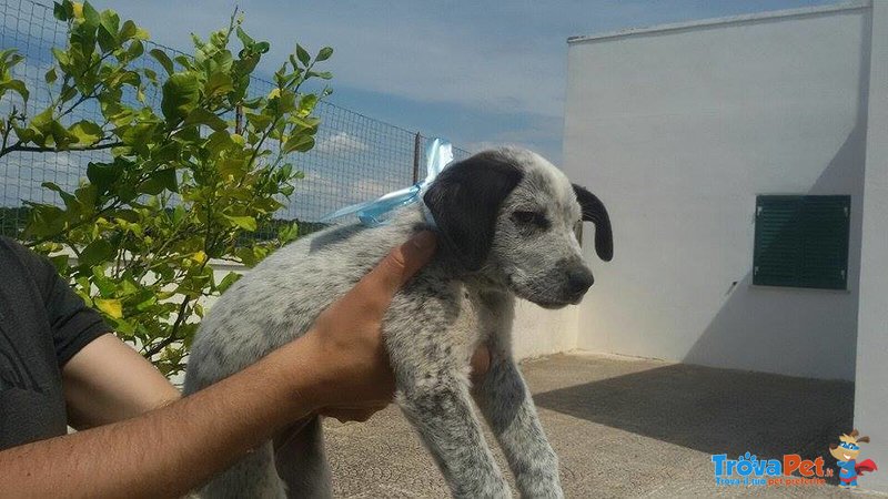 Roy Cucciolo Incrocio Labrador - Foto n. 8