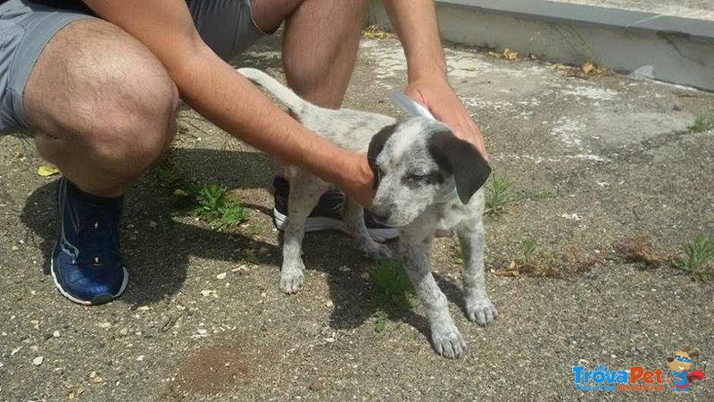 Roy Cucciolo Incrocio Labrador - Foto n. 9