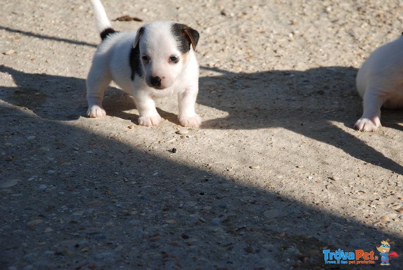 Jack Russell Cuccioli - Foto n. 1