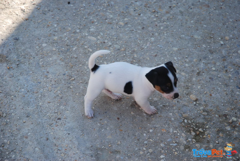 Jack Russell Cuccioli - Foto n. 3