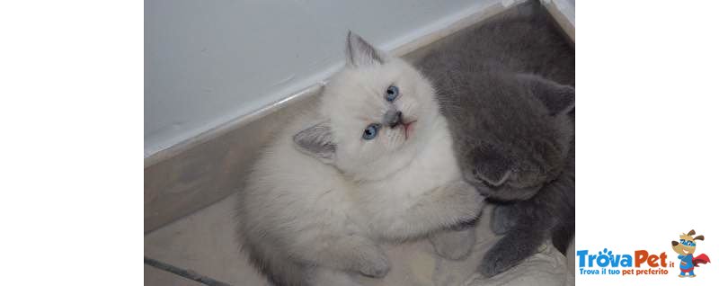 Cuccioli British Shorthair - Foto n. 1