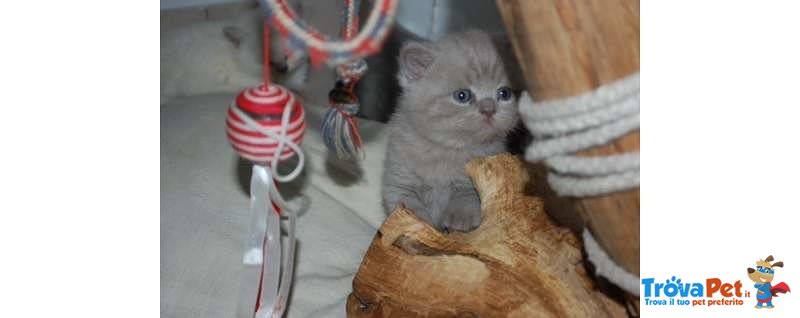 Cuccioli British Shorthair - Foto n. 2