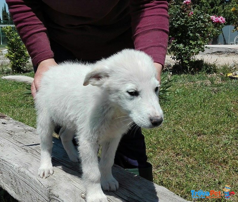 Maverick Cucciolo Meticcio - Foto n. 3