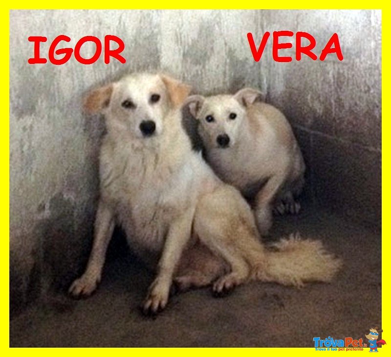 Igor e vera Fanno una pena Infinita Superadozione D'amore - Foto n. 1