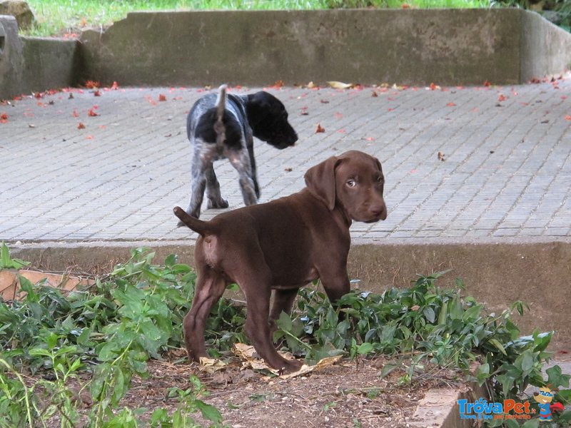 Splendidi Cuccioli di Bracco Tedesco (kurzhaar) - Foto n. 3