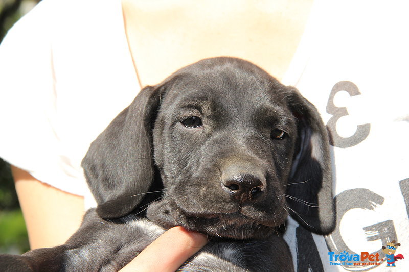 Splendidi Cuccioli di Bracco Tedesco (kurzhaar) - Foto n. 5