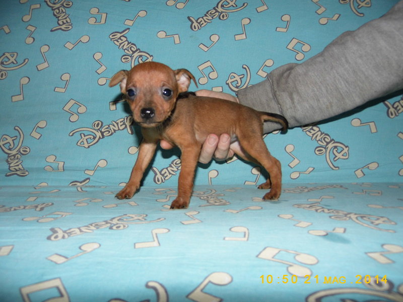 Cuccioli Pinscher Nano - Foto n. 2