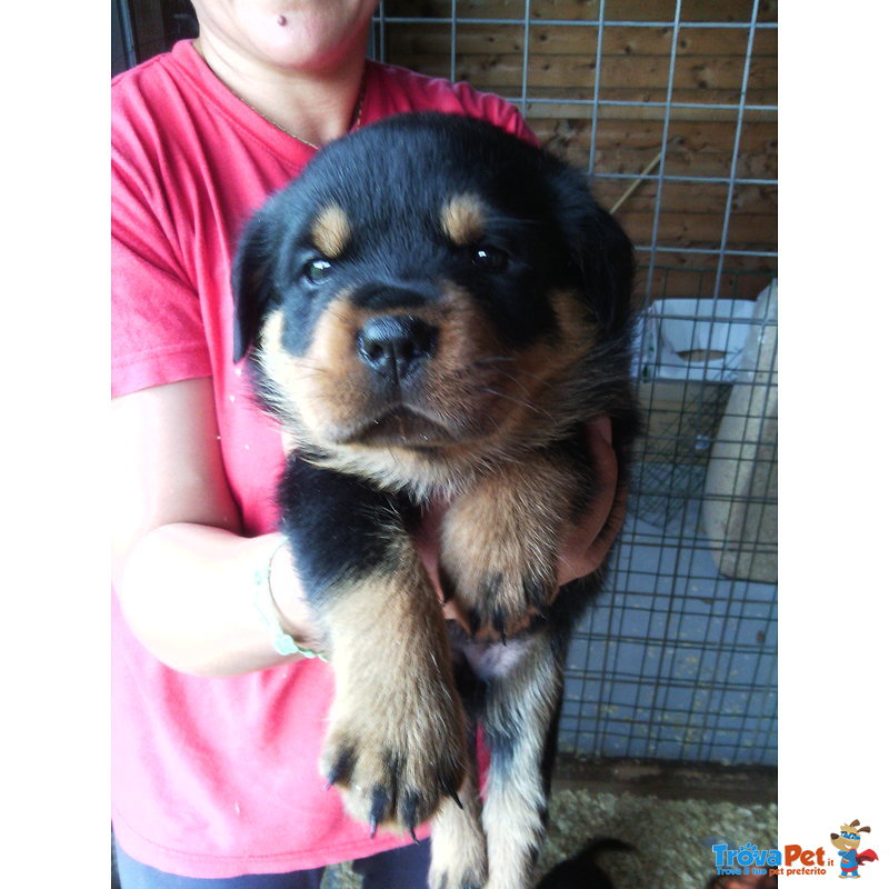 Splendidi Cuccioli di Rottweiler con Pedigree - Foto n. 1