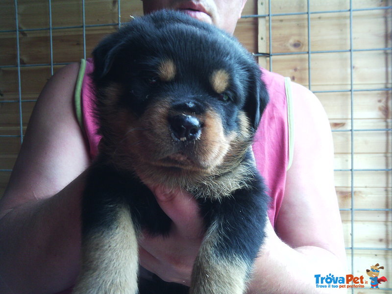 Splendidi Cuccioli di Rottweiler con Pedigree - Foto n. 2