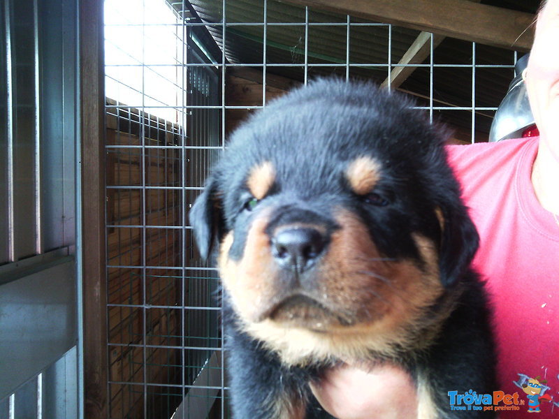 Splendidi Cuccioli di Rottweiler con Pedigree - Foto n. 3