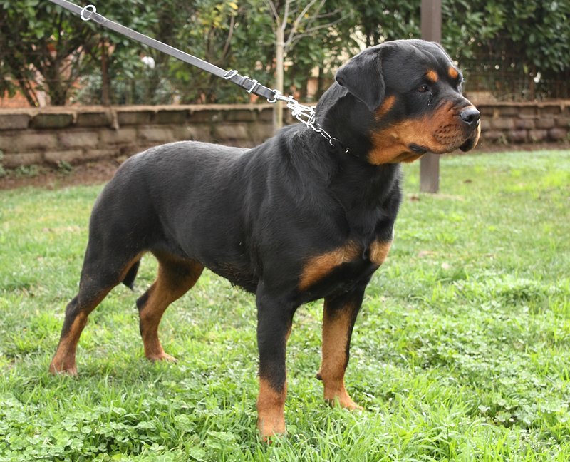 Splendidi Cuccioli di Rottweiler con Pedigree - Foto n. 5