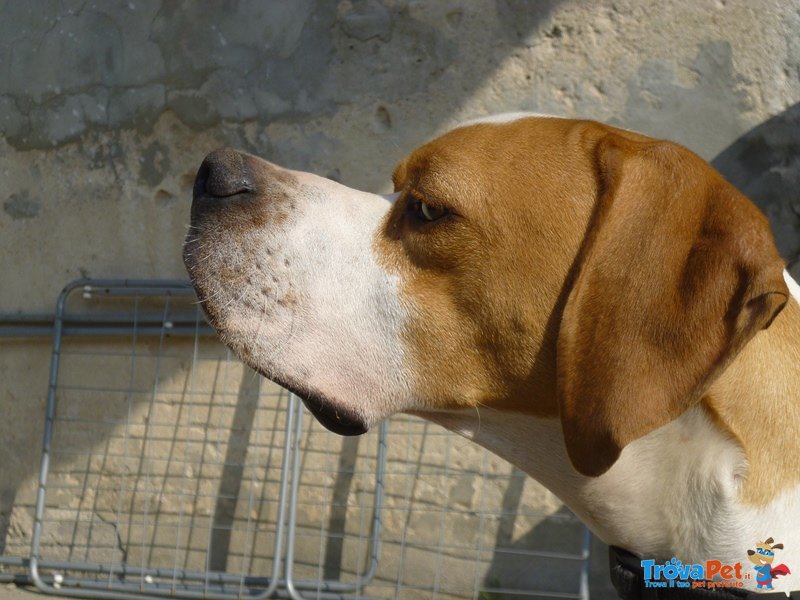 Pointer Cuccioli D'eccezione - Foto n. 2