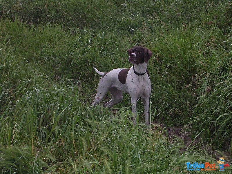 Pointer Cuccioli D'eccezione - Foto n. 4