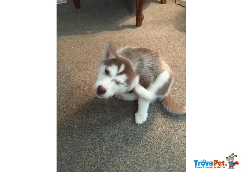 Cucciolo di Siberian Husky Rosso e Bianco con Occhi Blu - Foto n. 3