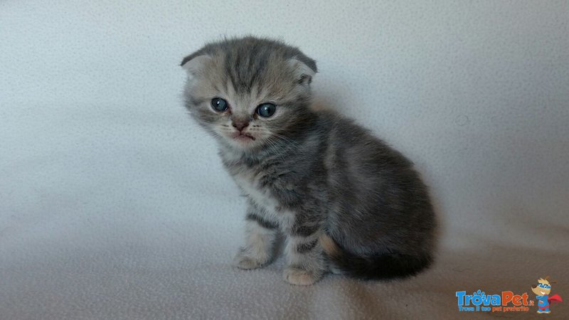 Cucciolo Scottishfold - Foto n. 2