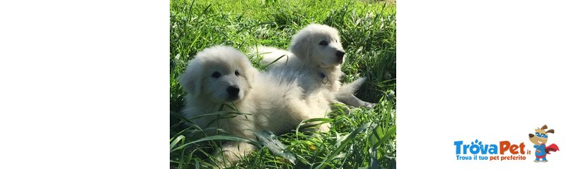 Allevamento del Montelarco - Cuccioli di Pastore Maremmano Abruzzese - Foto n. 1