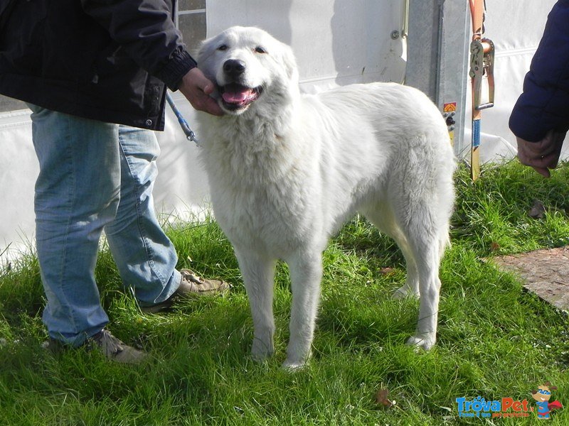 Allevamento del Montelarco - Cuccioli di Pastore Maremmano Abruzzese - Foto n. 3