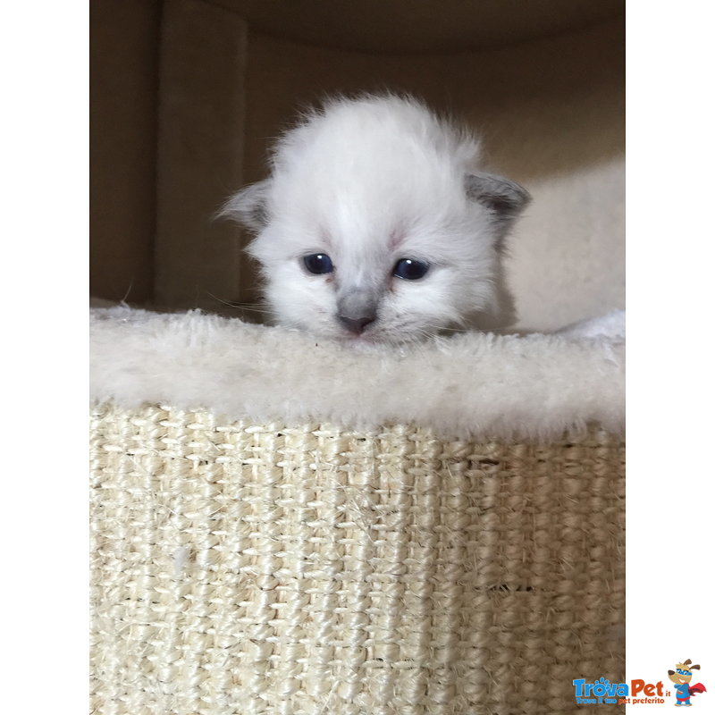 Cuccioli di Gatto Razza Sacro di Birmania Disponibili - Foto n. 1