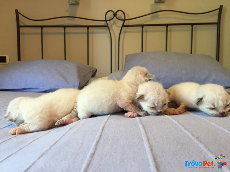 Cuccioli di Gatto Razza Sacro di Birmania Disponibili - Foto n. 2