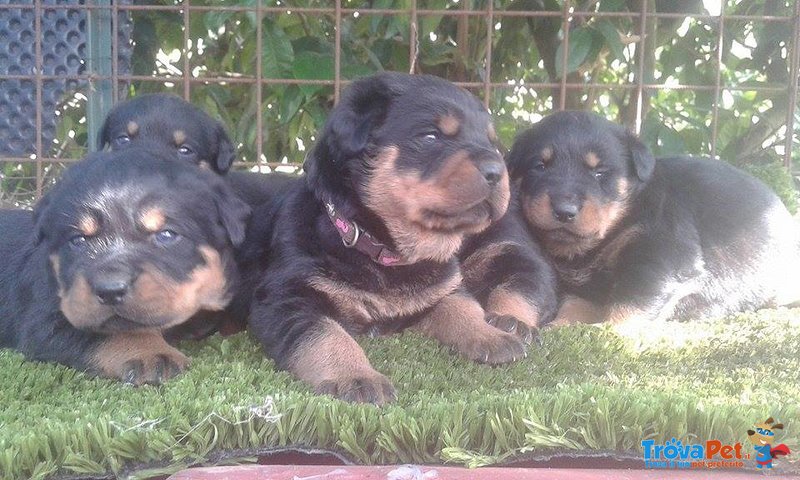 Cuccioli di Rottweiler - Foto n. 1