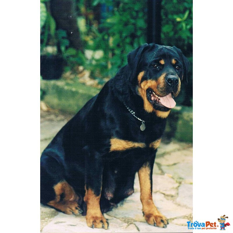 Cuccioli di Rottweiler - Foto n. 3