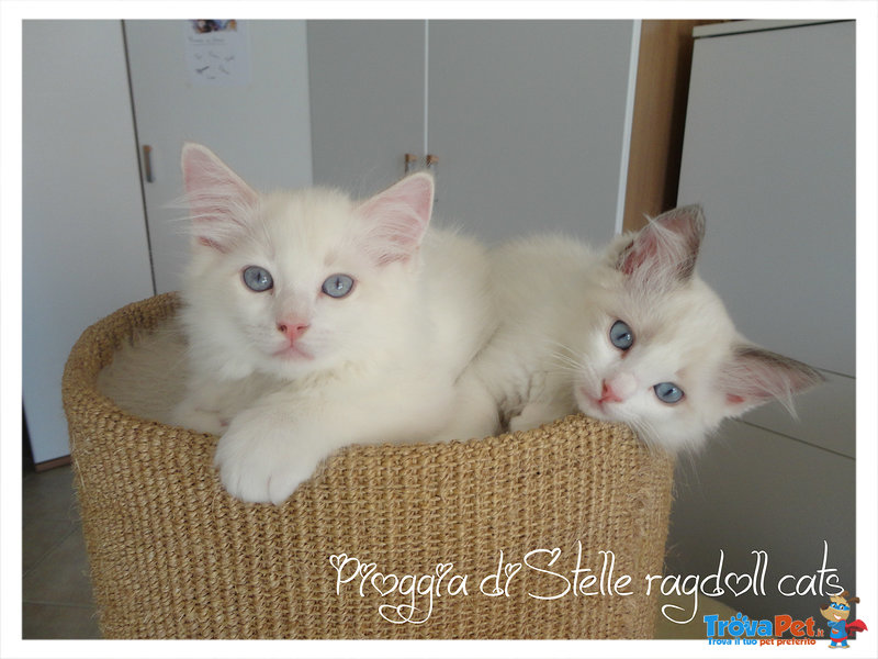 Cuccioli Ragdoll - Foto n. 2