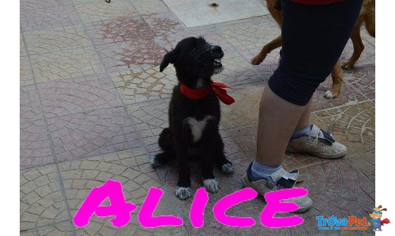 Bellissima Alice - Foto n. 2