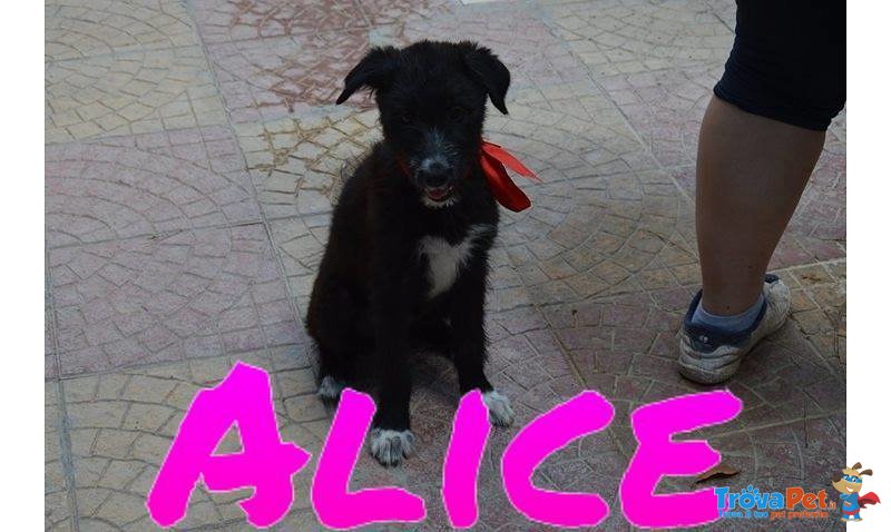 Bellissima Alice - Foto n. 4