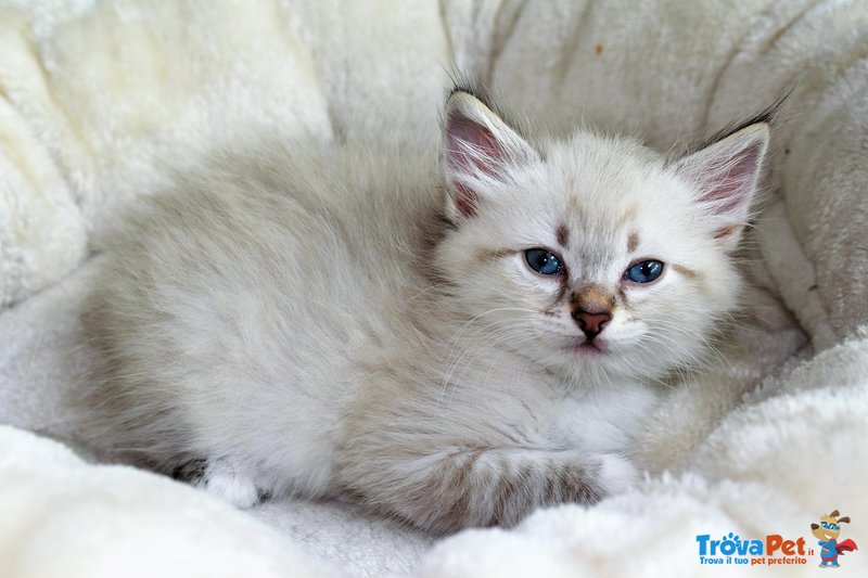 Cuccioli di Gatto Siberiano Ipoallergenico - Foto n. 2