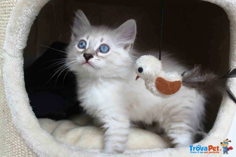 Cuccioli di Gatto Siberiano Ipoallergenico - Foto n. 3