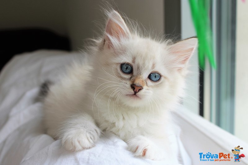 Cuccioli di Gatto Siberiano Ipoallergenico - Foto n. 5