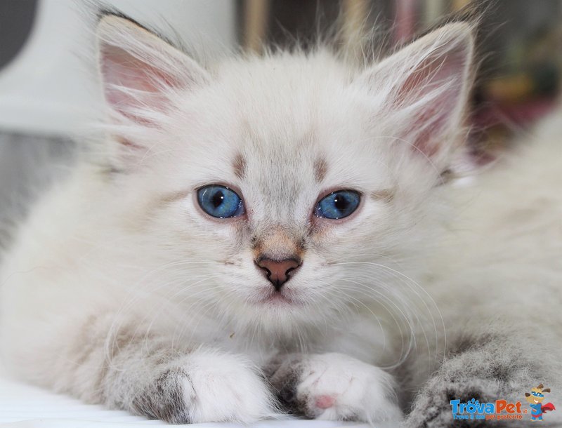 Cuccioli di Gatto Siberiano Ipoallergenico - Foto n. 1