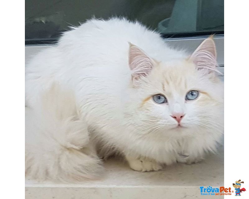 Cuccioli di Gatto Siberiano Ipoallergenico - Foto n. 8