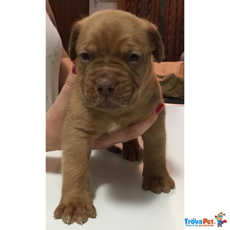 Cuccioli di Dogue de Bordeaux - Foto n. 2