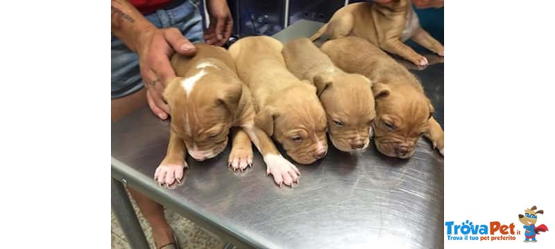 Cuccioli di Pitbull red Nose - Foto n. 1