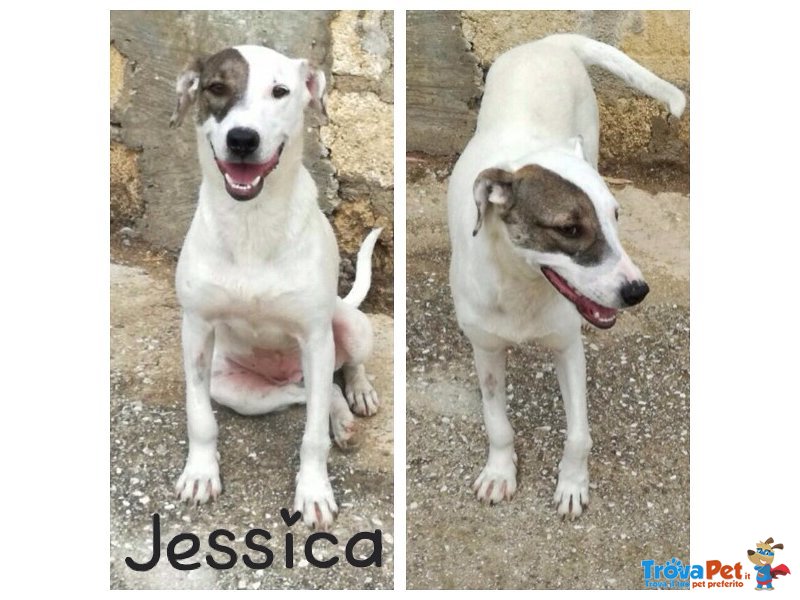 Jessica Incrocio bull Terrier - Foto n. 1