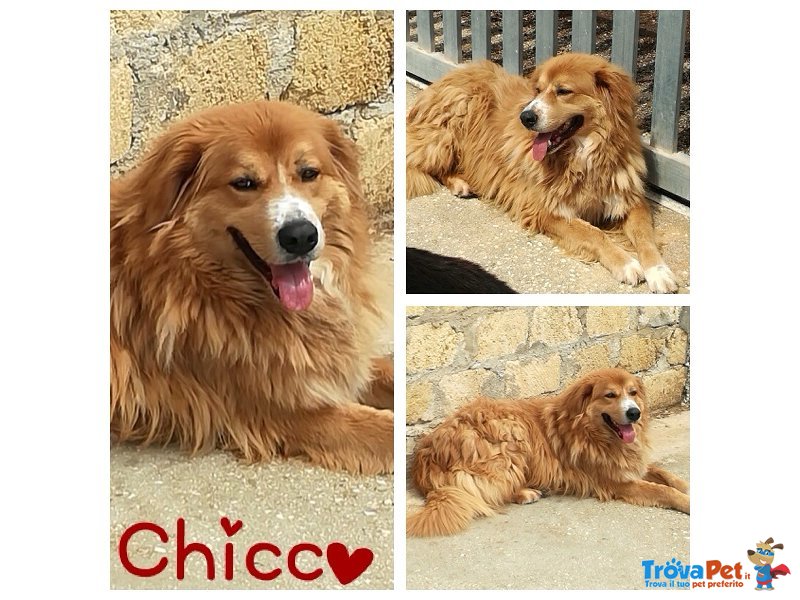 Chicco Bellissimo Incrocio Tibetan Mastiff - Foto n. 1