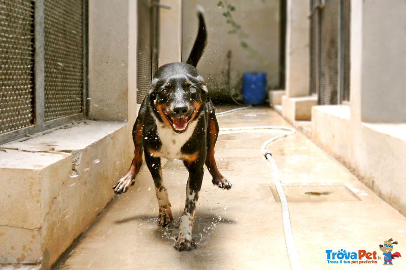 Stellina - Forrest gump (adozione cane Taglia Media) - Foto n. 1