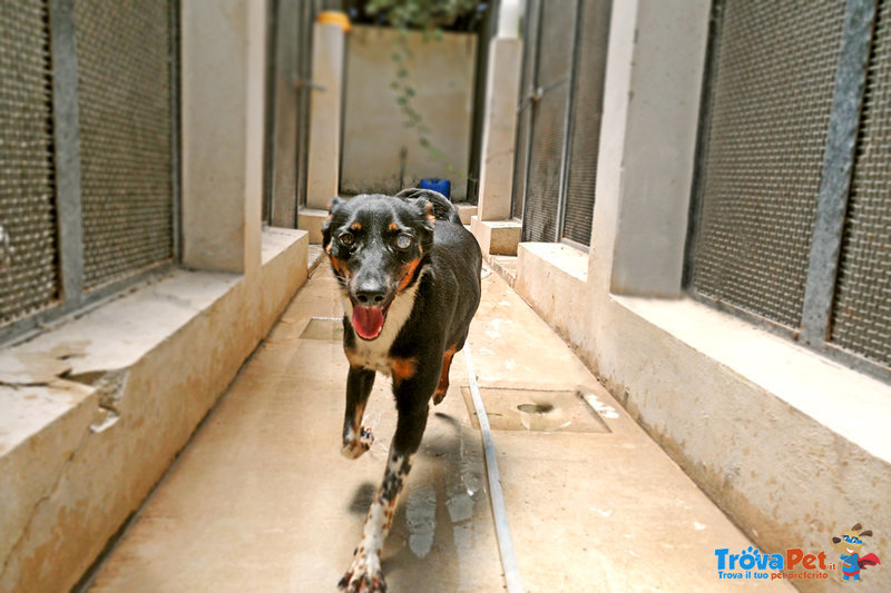 Stellina - Forrest gump (adozione cane Taglia Media) - Foto n. 2