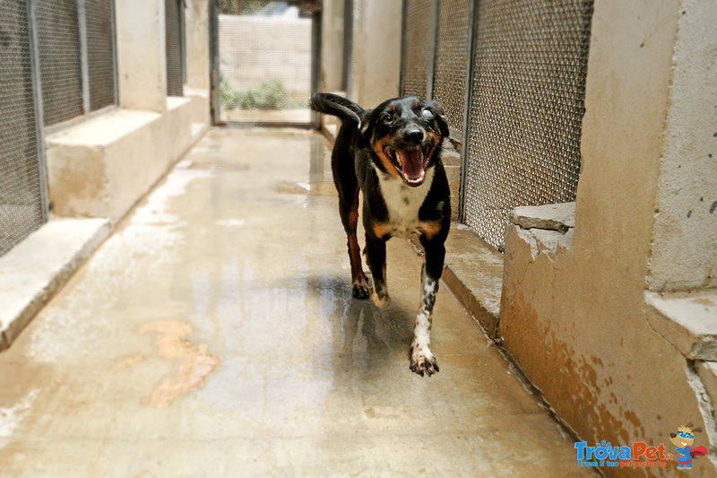 Stellina - Forrest gump (adozione cane Taglia Media) - Foto n. 3