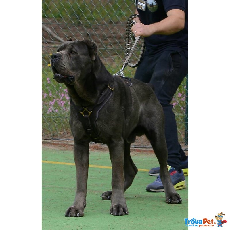 Cane Corso - Foto n. 1