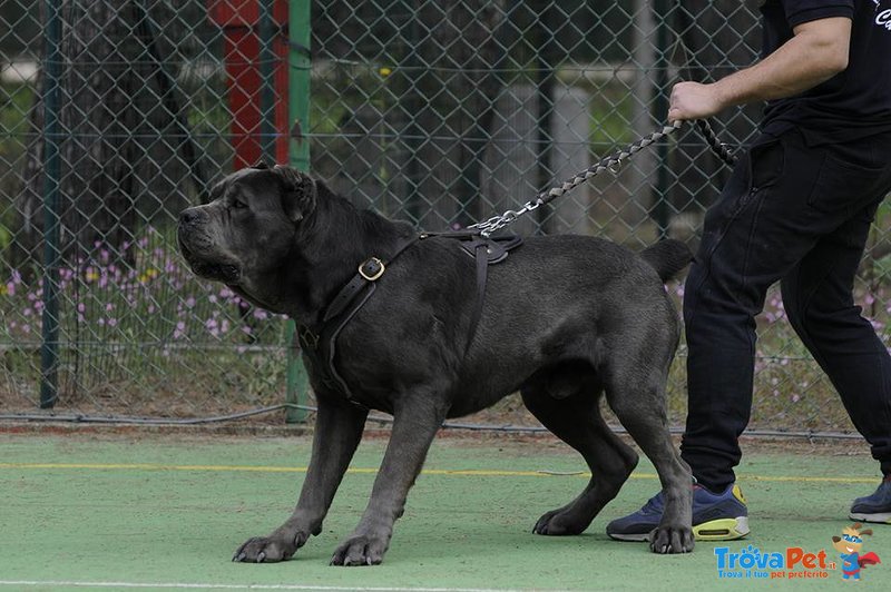 Cane Corso - Foto n. 2